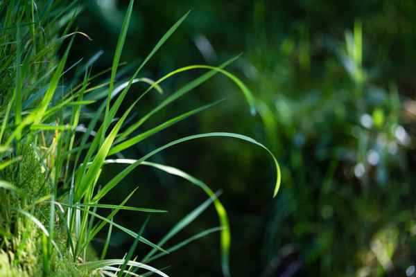 Lichtspiel mit Gräsern