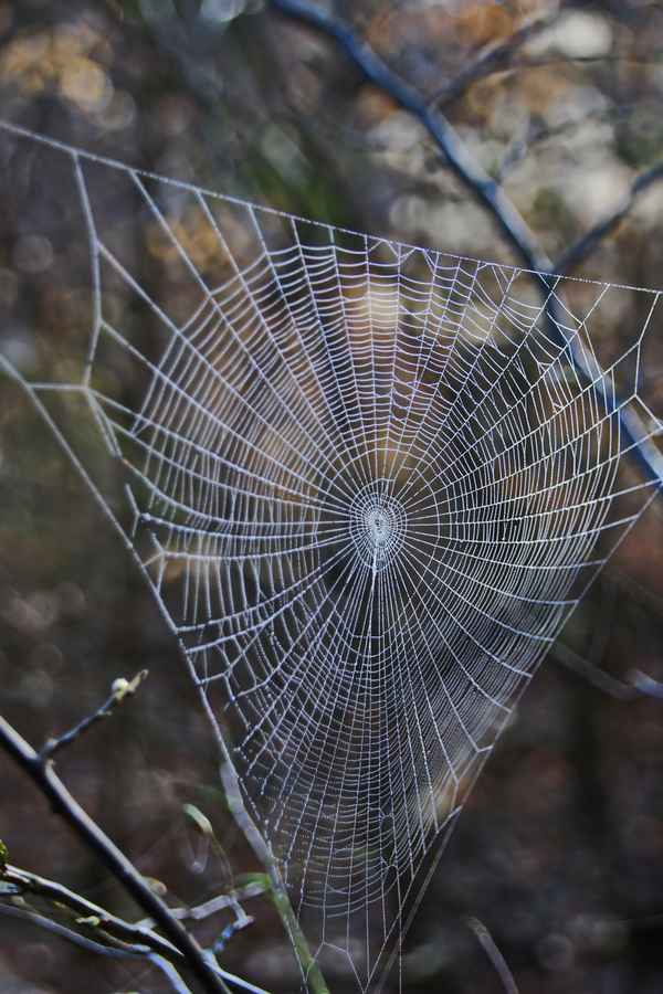 Kunstwerk der Natur
