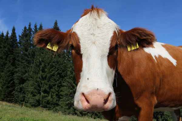 Bin ich nicht fotogen?