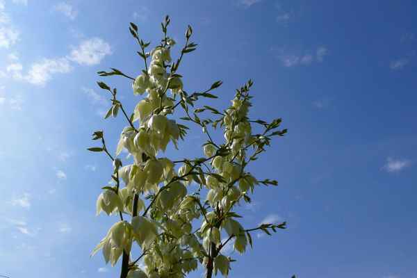 "Yucca, Palmlilie"