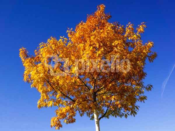 Der Herbst ist golden