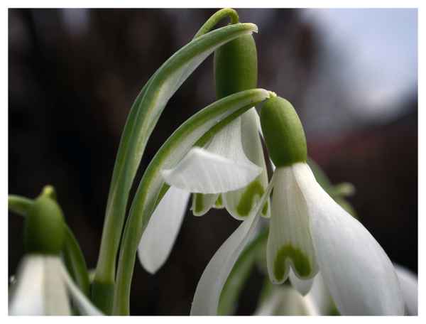 Schneeglöckchen