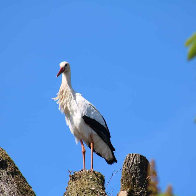 Storch in Sicht!