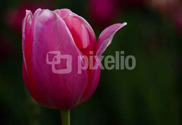 Tulpenfeld-2