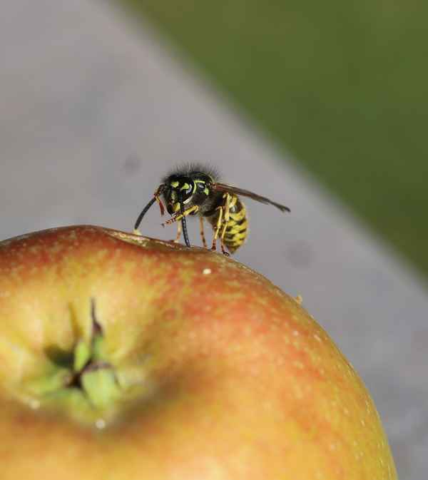 Wo finde ich das? Das ist hier die Grahe!