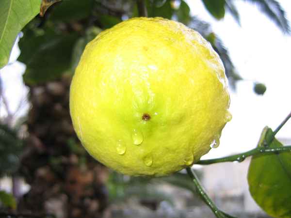 mmhhmm frisch und aromatisch