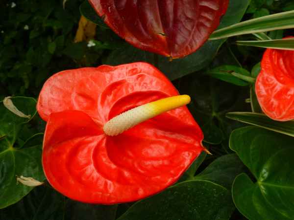 Rote Flamingoblume