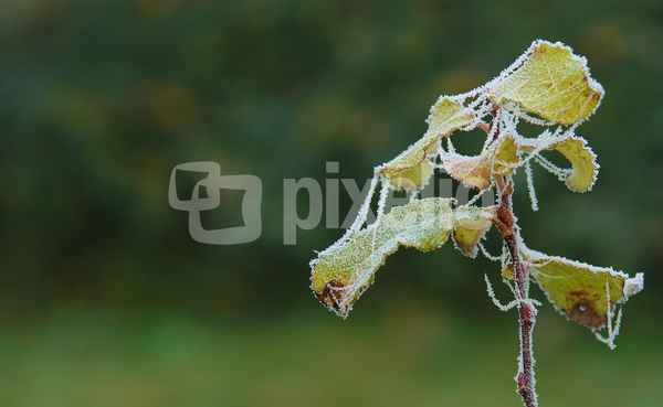 Raureifbilder #6
