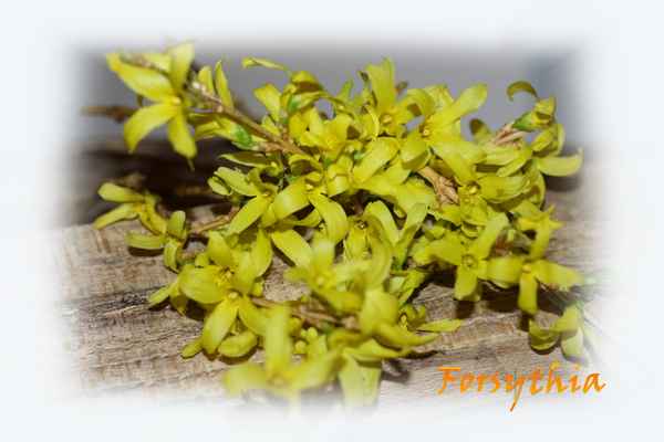 Forsythienzweig
