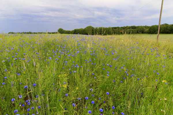 kornblumenblau