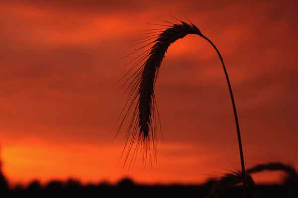 Red sky