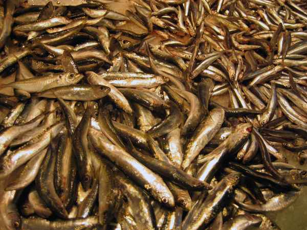 fisch