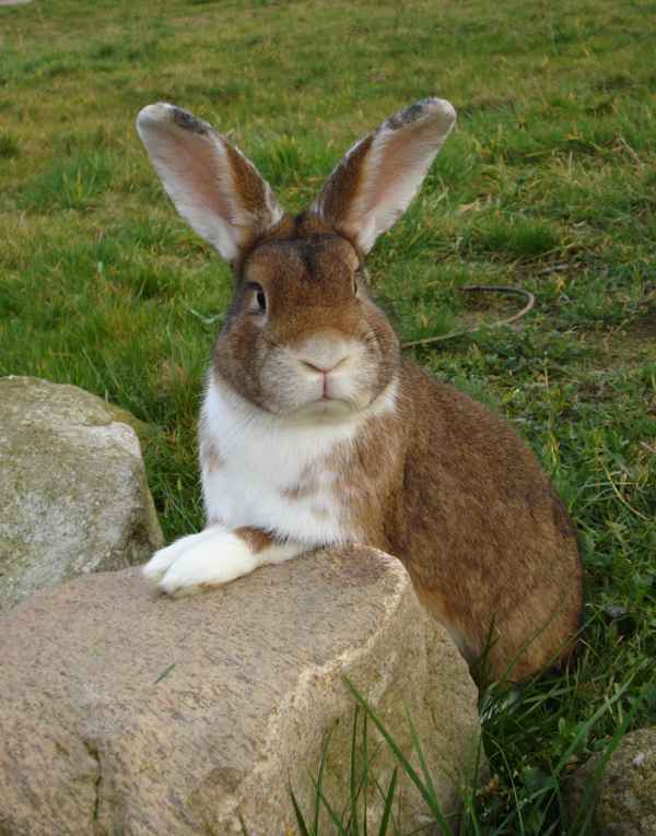 Osterhase