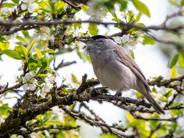 Kleiner Vogel mit großer Stimme
