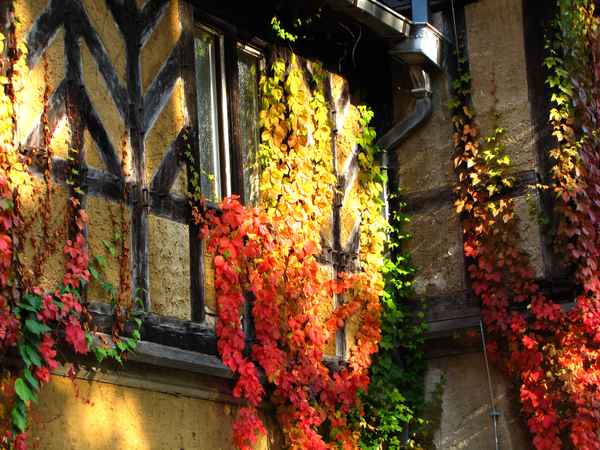 Fachwerkfassade mit herbstlichem Weinlaub