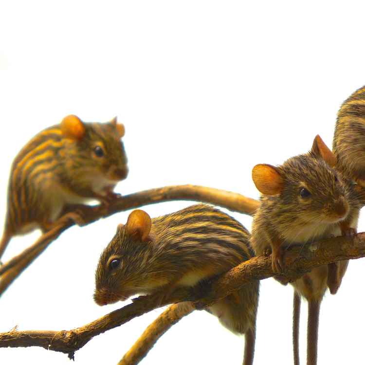 Afrikanische Streifenmaus