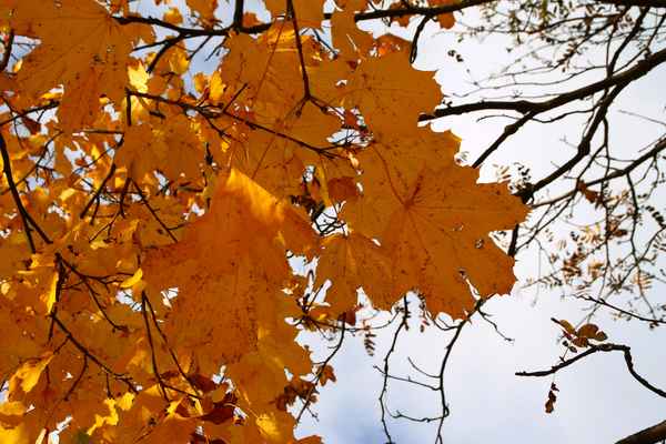 Im Licht des Herbstes 01