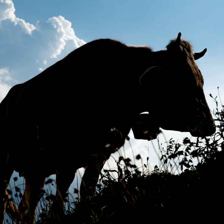 Abendstimmung auf der Alp