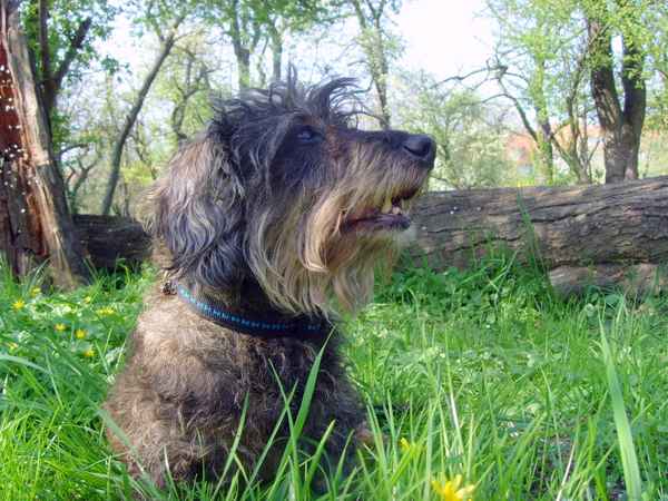 Hi, toll, mein 13. Frühling!