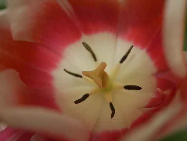  Tulpenherz