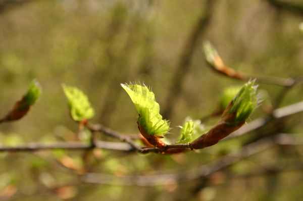 Frühling