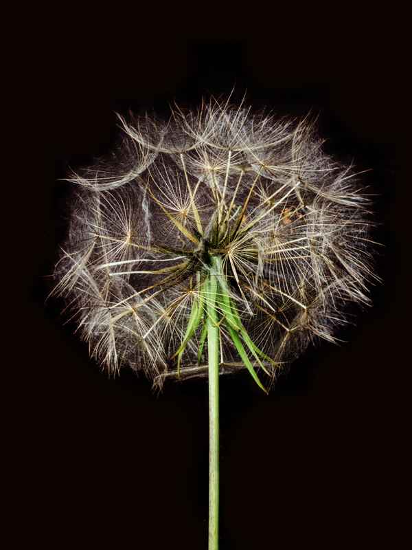 Pusteblume