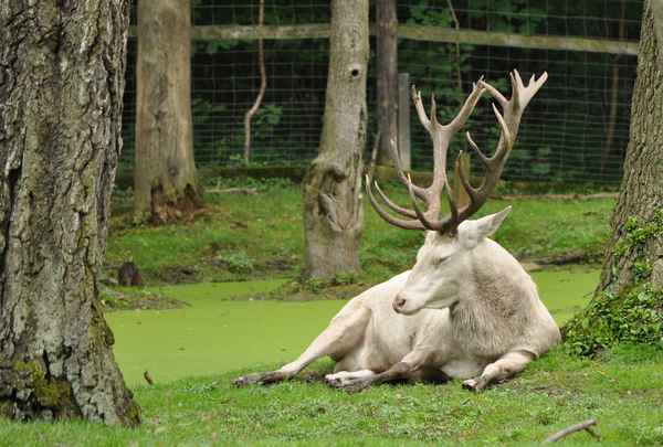 Weißer Hirsch