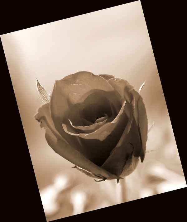 Rose sepia