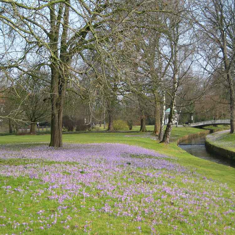 Krokuswiese