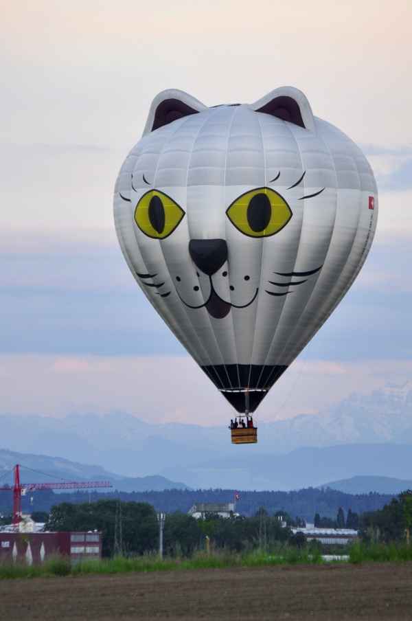 Die Mieze landet gleich