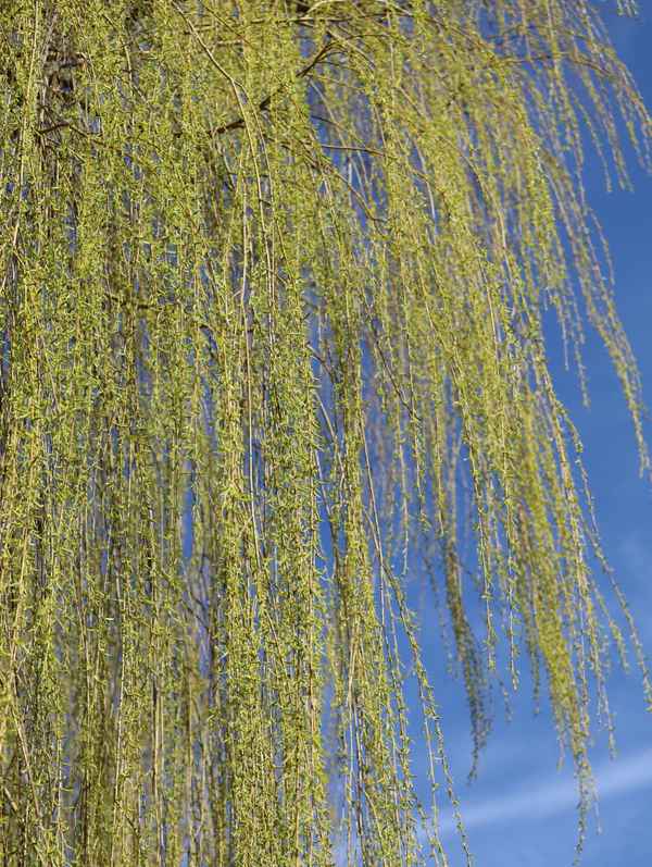 vorhang auf für den frühling