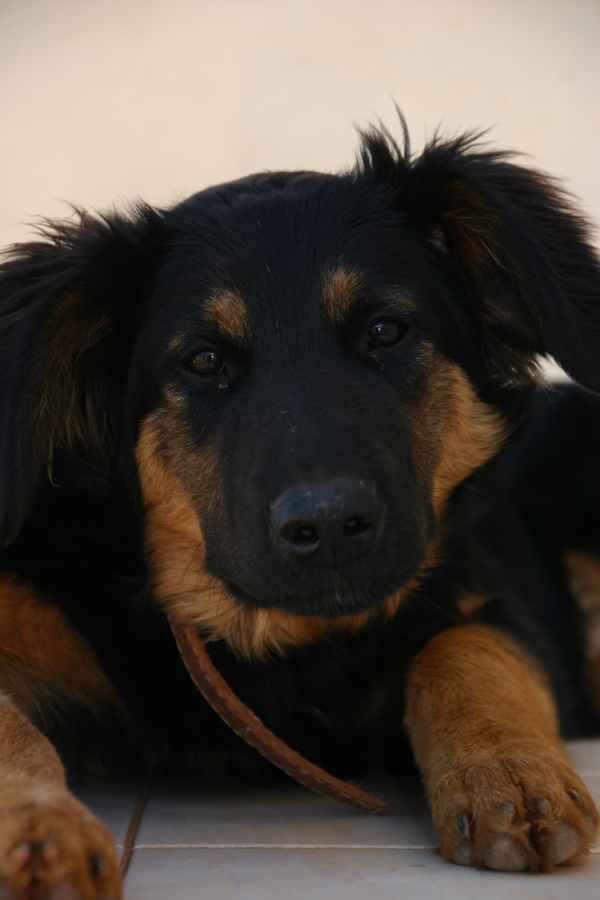 Hovawart-Mischling Alexa