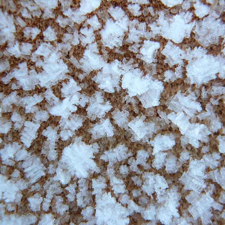 Schneekristalle auf Baumstamm