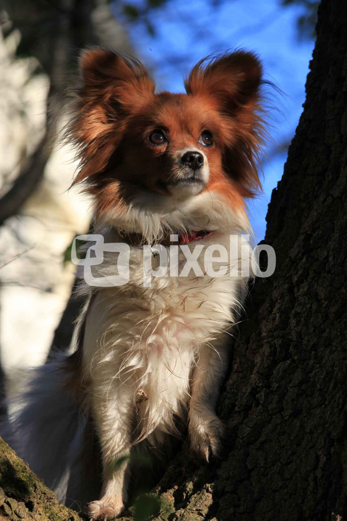 Philomena im Wald