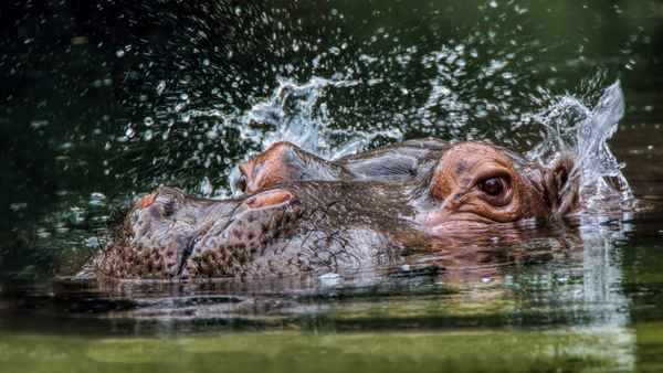 Hippo
