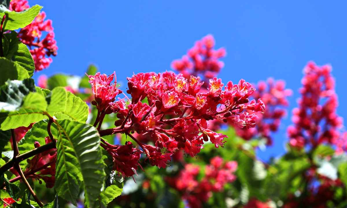rote kastanienblüten