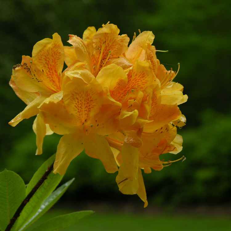 Rhododendronpark Bremen XIII