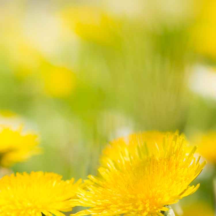 Gelb blühender Löwenzahn