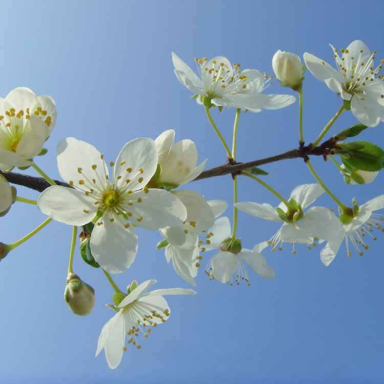 Kirschpflaumenblüten (Prunus cerasifera)