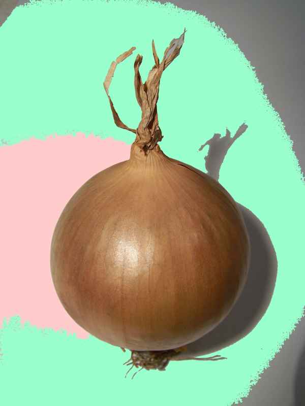 Zwiebel