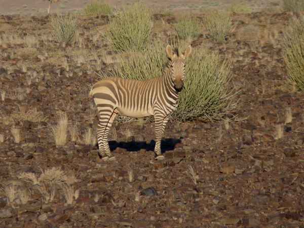 Hartmanns Bergzebra (Namibia) 2