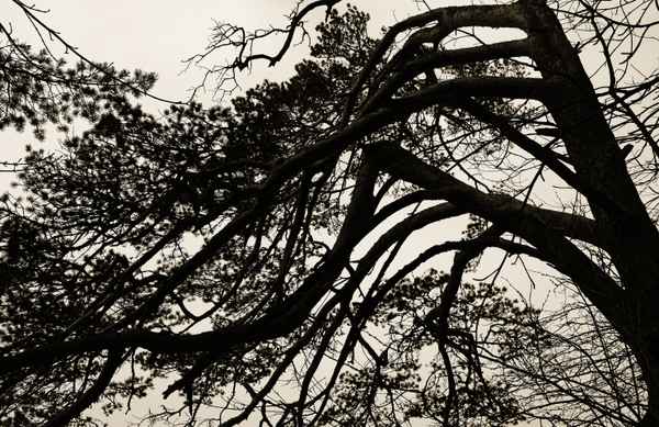 Die Mystik der Natur