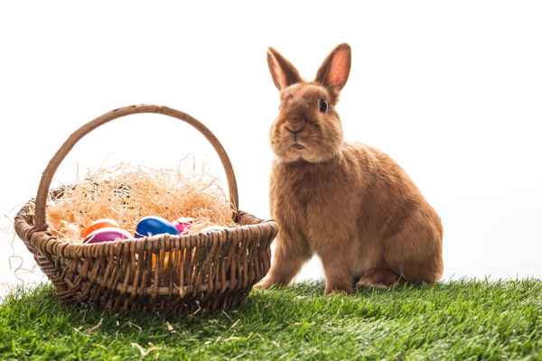 Osterhase