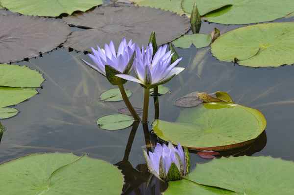 Drei  blaue Seerosen