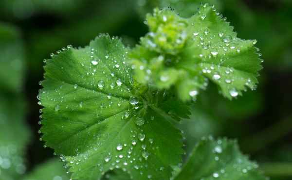 Regen als Gartenfreund