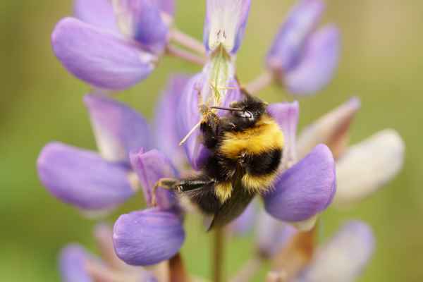 Hummel