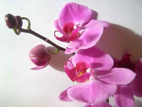 Lila Orchidee