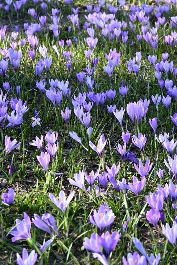 Krokusblüte im Schloßpark