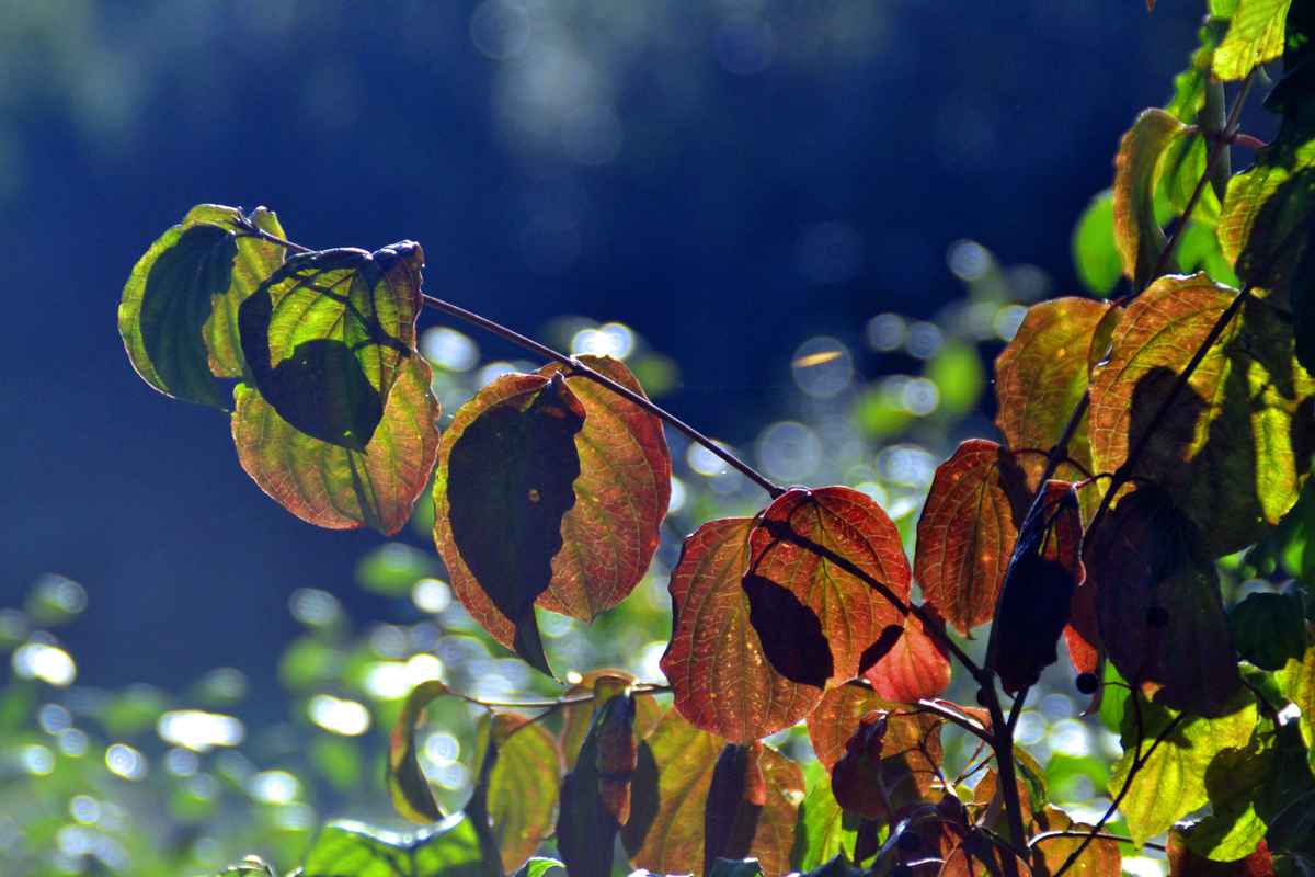 Buntes Herbstlaub