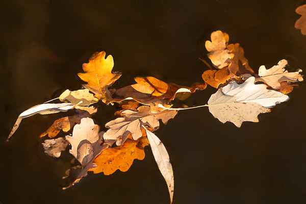 Bunte Blätter im See